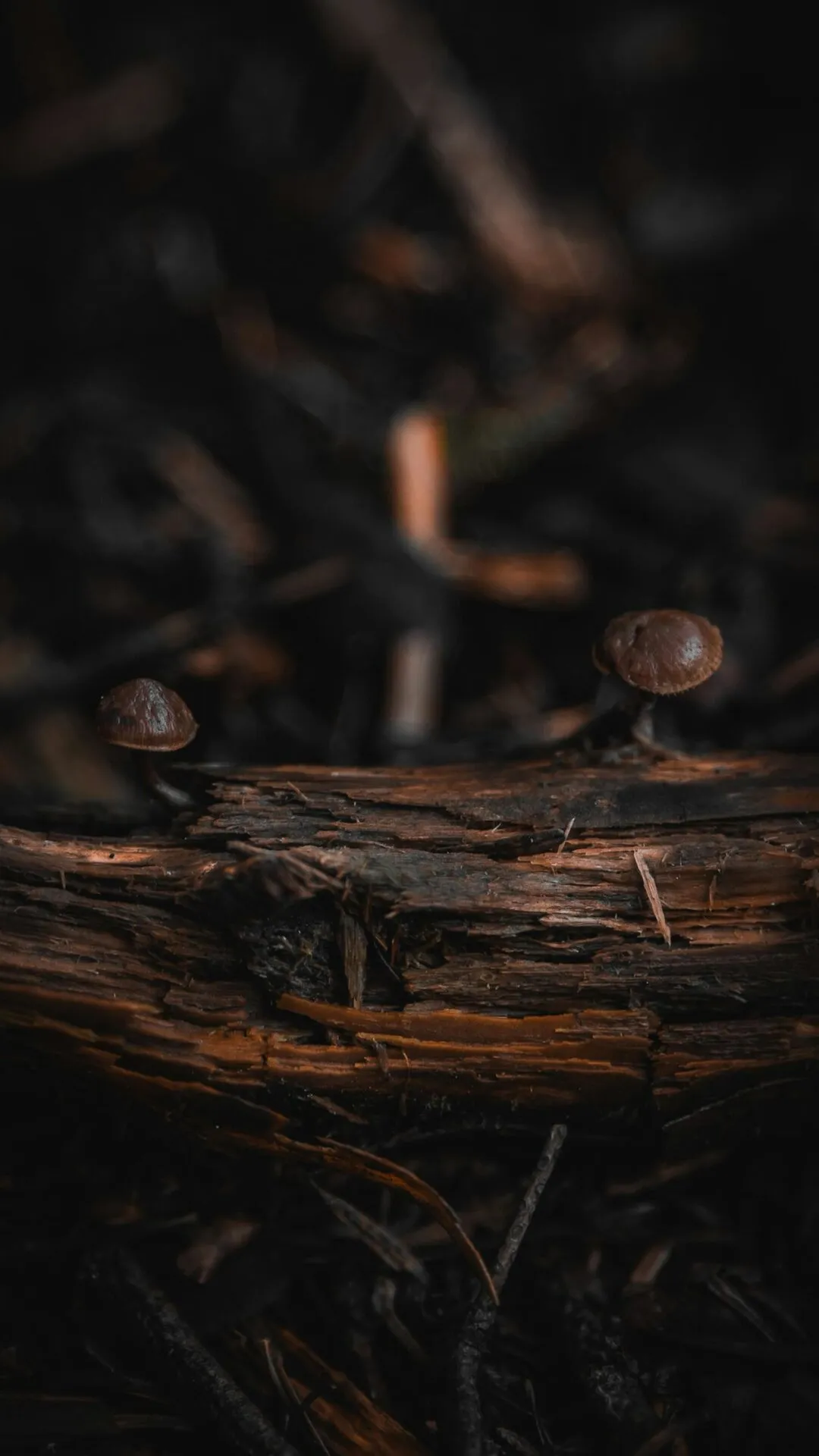 Mushrooms growing on decomposing wood in a damp forest