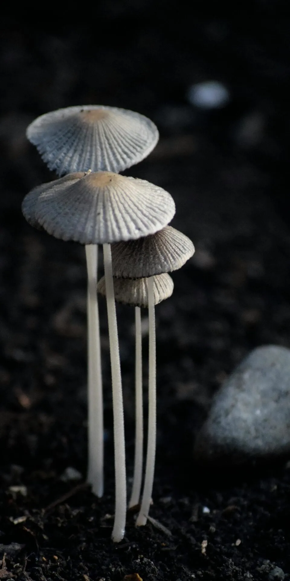Wild mushrooms photographed in soft natural forest light
