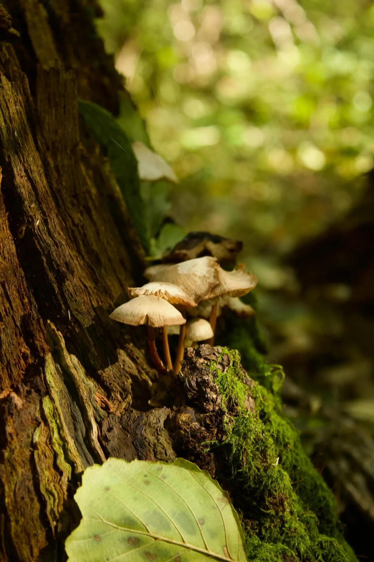 Small dark-capped mushrooms growing in mossy ground