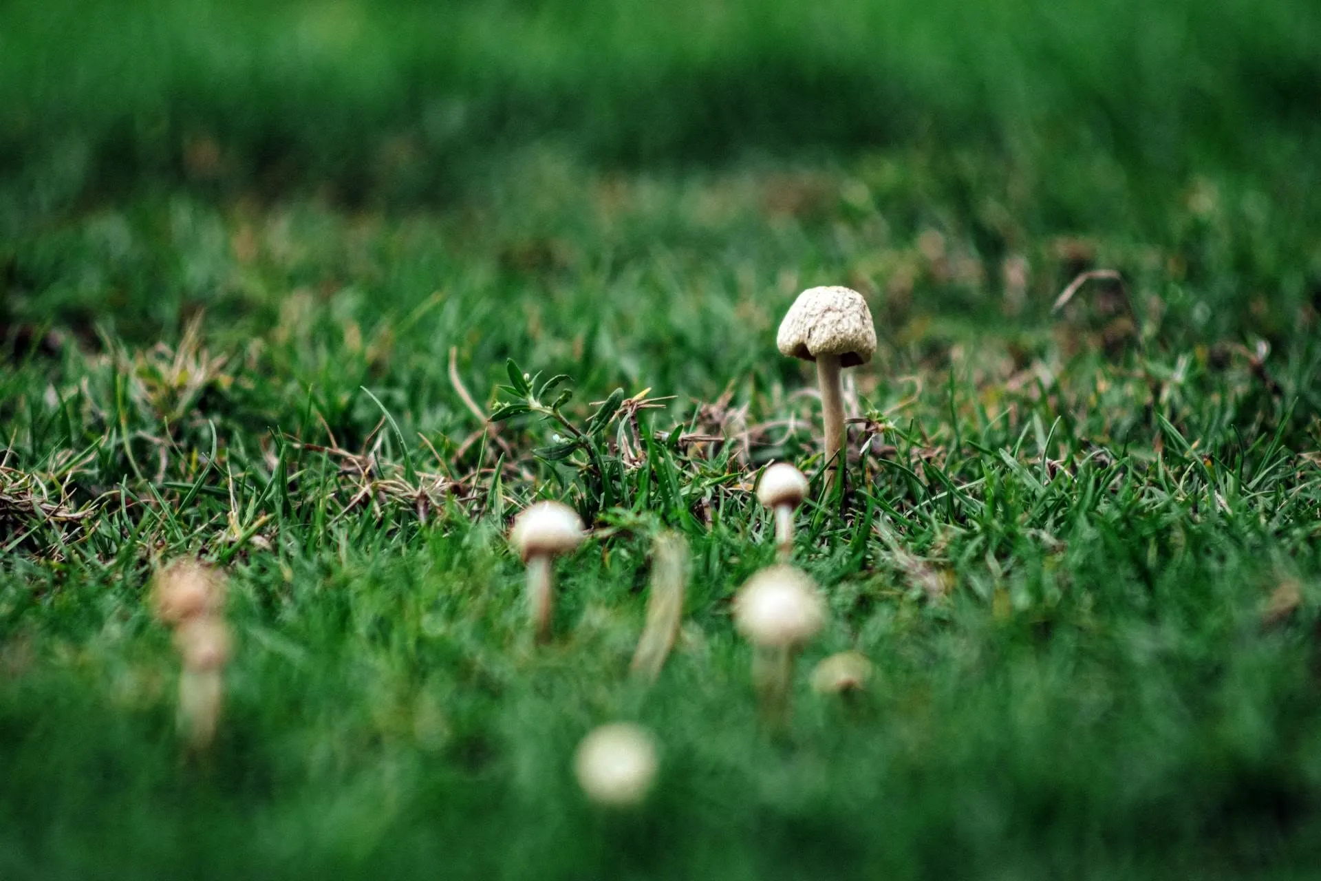 A pale mushroom growing from a mossy decaying log