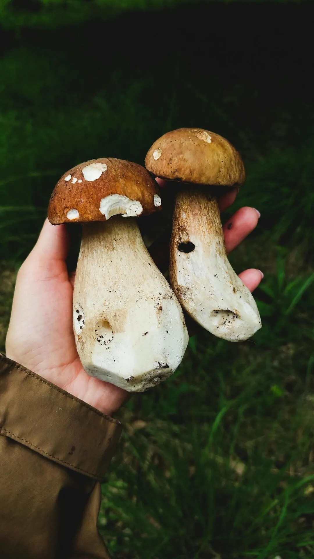 Mushrooms thriving in a damp, nutrient-rich woodland setting