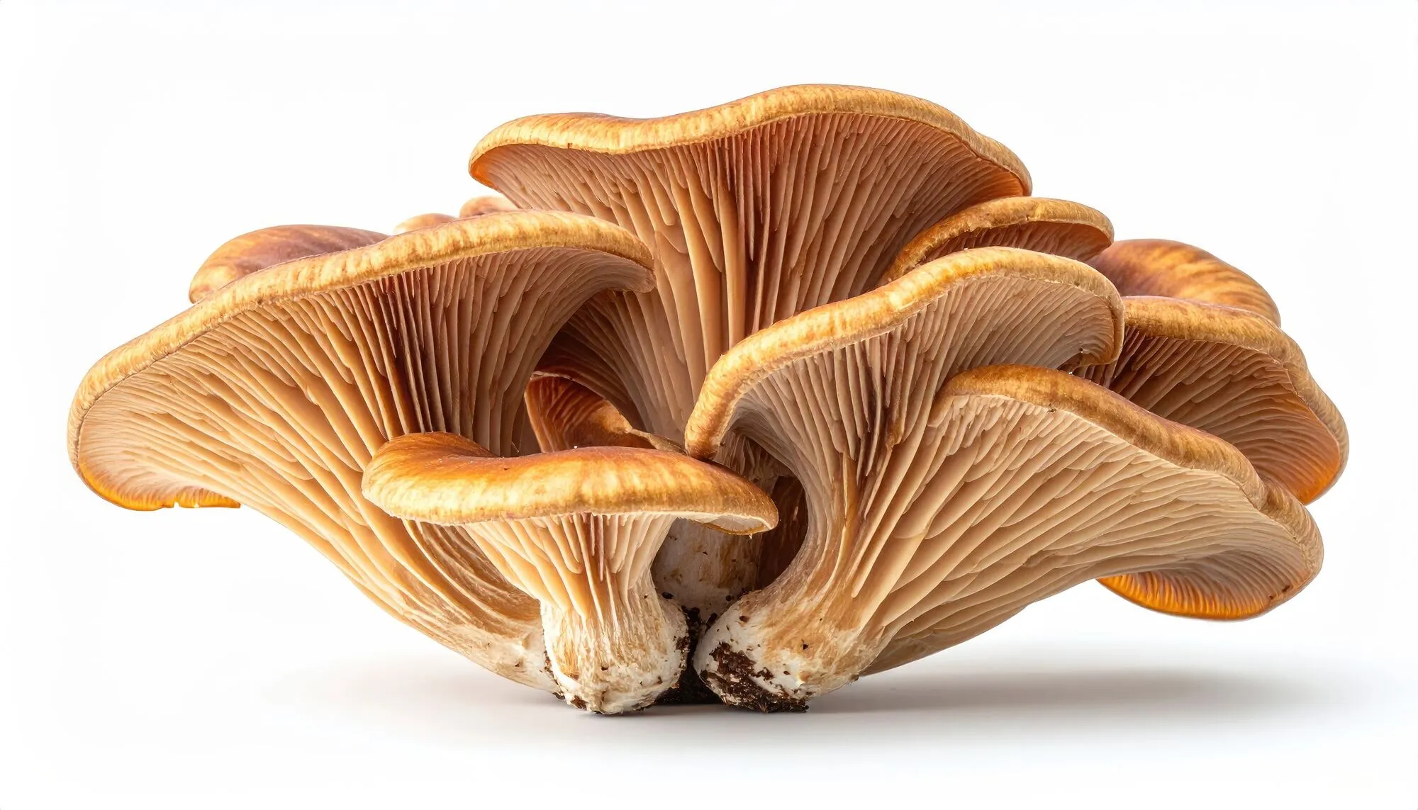 Detail of a fresh Psilocybe specimen in low light