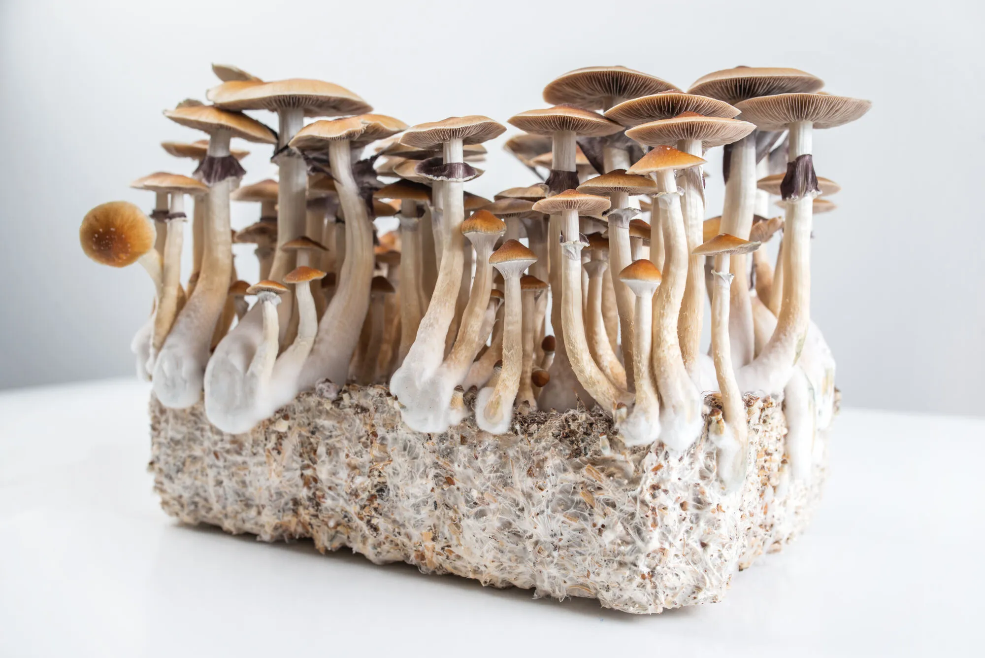 Wild mushrooms growing in highland forest