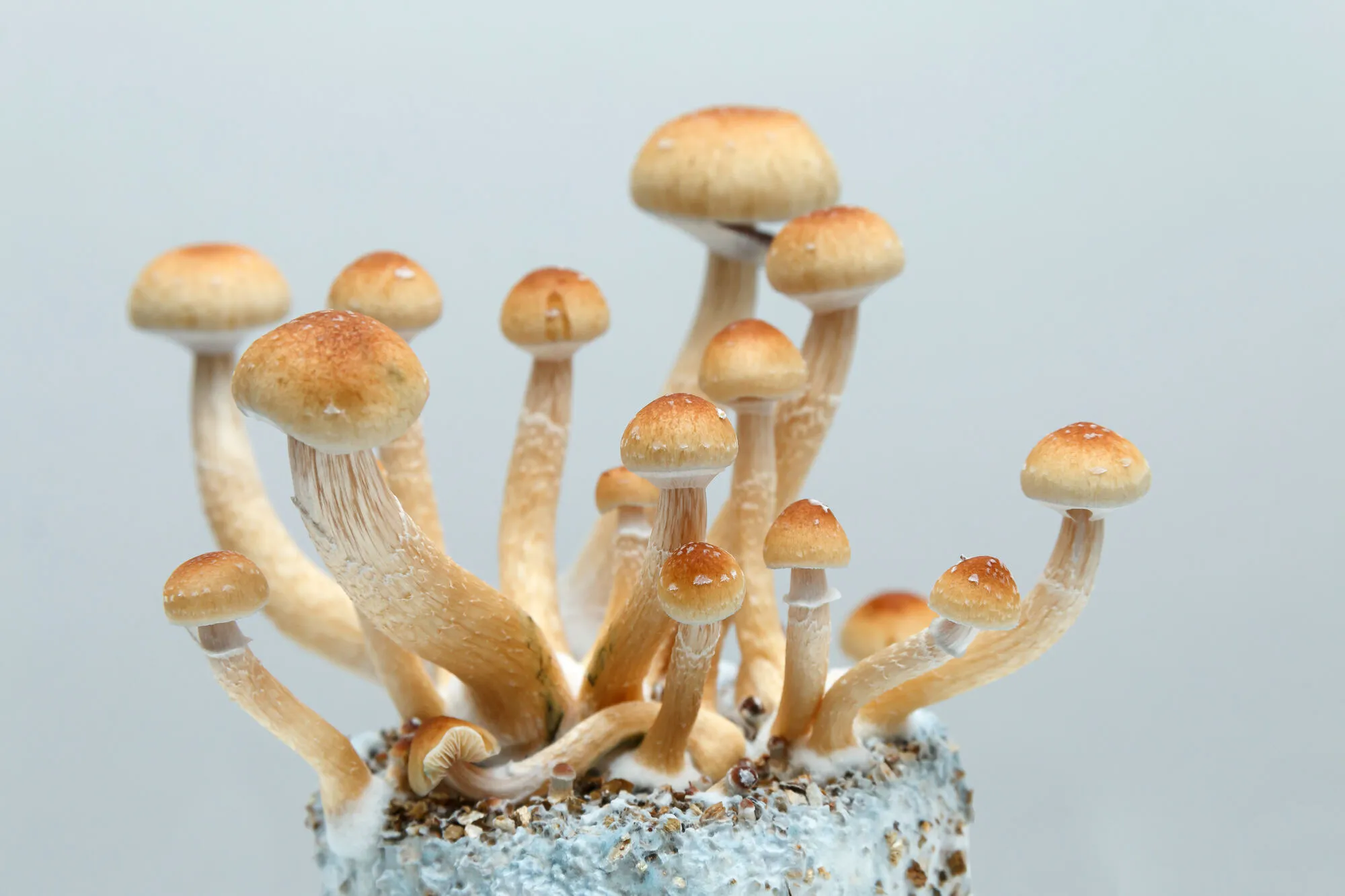 Forest mushrooms after a rainstorm